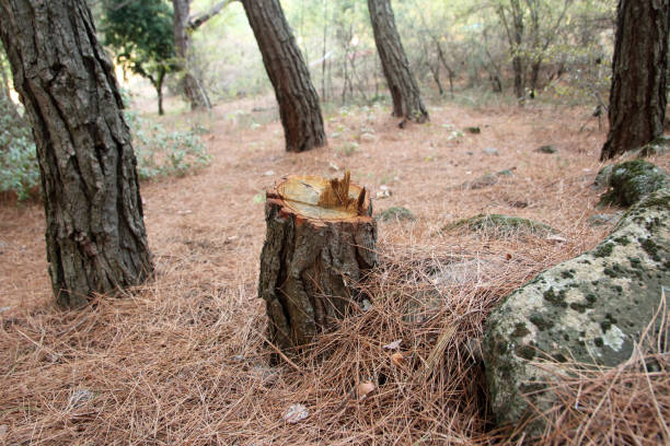 Trusted Chetek, WI Tree Services Experts